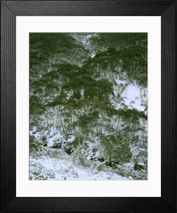 Framed Print : Snow gums and Thredbo River Kosciuszko National Park - In snow - New South Wales, Australia JPF09578 Framed Print : Snow gums and Thredbo River Kosciuszko National Park - In snow - New South Wales, Australia JPF09578