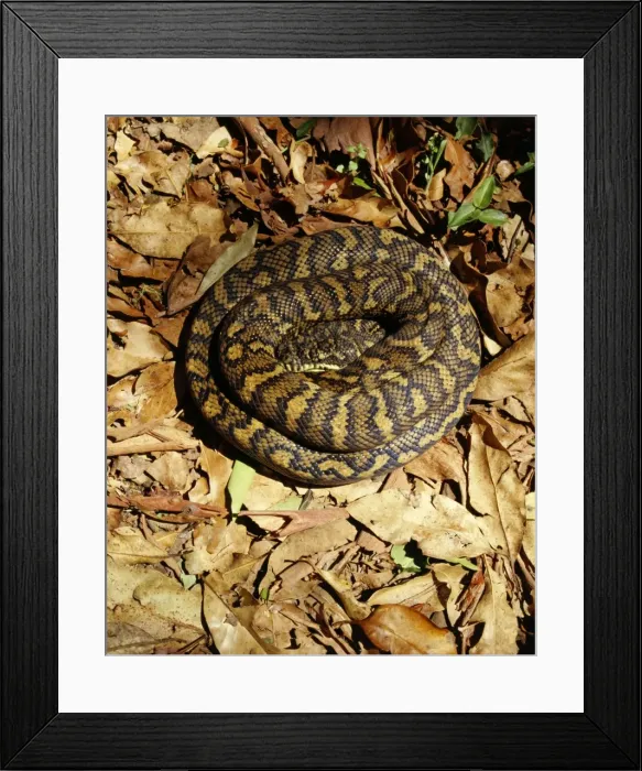Framed Print : Carpet Python - Sunning on a rainforest track, Lamington National Park, southern Queensland, Australia JPF08898 Framed Print : Carpet Python - Sunning on a rainforest track, Lamington National Park, southern Queensland, Australia JPF08898