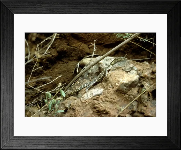 Framed Print : Perentie / Goanna - Central Australia - Northern Territory, Australia JPF08753 Framed Print : Perentie / Goanna - Central Australia - Northern Territory, Australia JPF08753