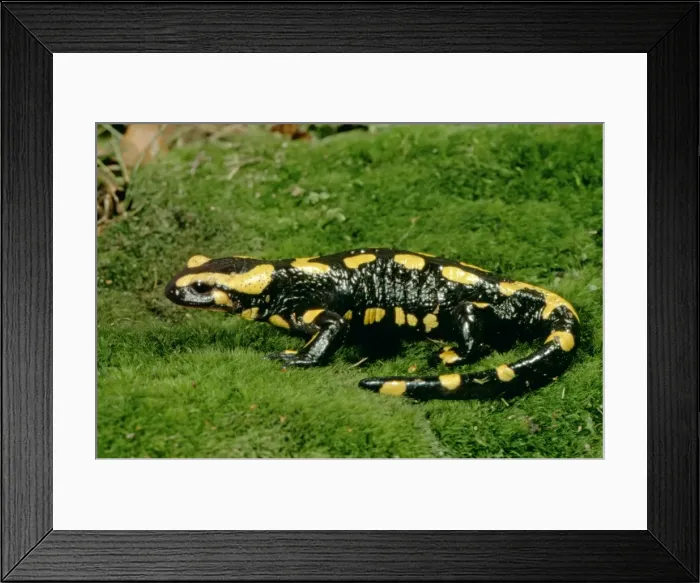 Framed Print : Fire Salamander - Southern Europe JPF29581 Framed Print : Fire Salamander - Southern Europe JPF29581