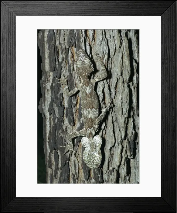 Framed Print : Northern Leaf Tailed Gecko - Camouflaged against bark of tree - North Queensland rainforest - Queensland - Australia JPF08702