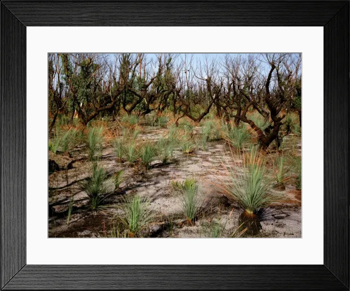 Framed Print : Regeneration after bushfire: at 13 weeks, Grass tree leaves about 60 cm tall - with Grass trees and epicormic growth on eucalypts, Royal National Park, New South Wales, Australia JPF35032