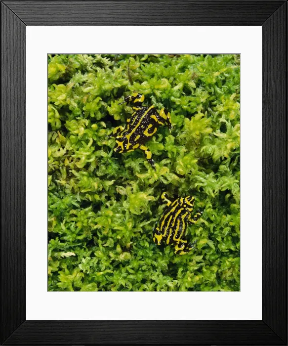 Framed Print : Southern Corroboree Frog - Lives in sphagnum moss during breeding, Kosciuszko National Park, New South Wales, Australia JPF08310 Framed Print : Southern Corroboree Frog - Lives in sphagnum moss during breeding, Kosciuszko National Park, New South Wales, Australia JPF08310