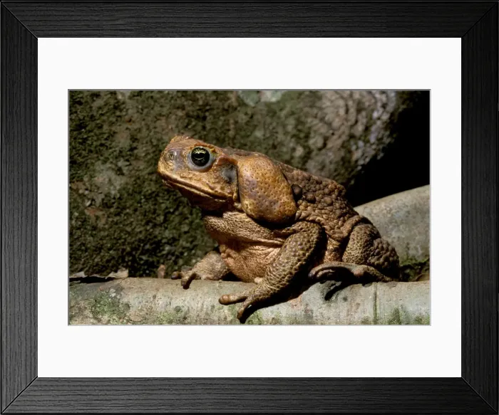 Framed Print : Cane / Giant / Marine Toad - On rainforest floor - North Queensland - Australia JPF27776 Framed Print : Cane / Giant / Marine Toad - On rainforest floor - North Queensland - Australia JPF27776