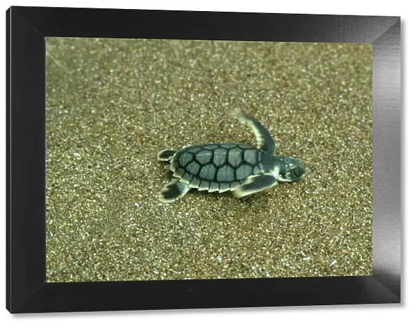Loggerhead Turtle - Hatchling going to sea, Mon Repos Beach, Bundaberg, Queensland, Australia, January JPF08394