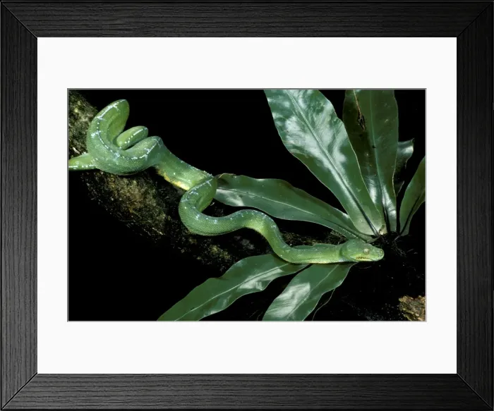 Framed Print : Green Python - Adult; can grow to two metres long, Cape York, Queensland, Australia, Cape York, Australia, and Papua New Guinea JPF08903d Framed Print : Green Python - Adult; can grow to two metres long, Cape York, Queensland, Australia, Cape York, Australia, and Papua New Guinea JPF08903d