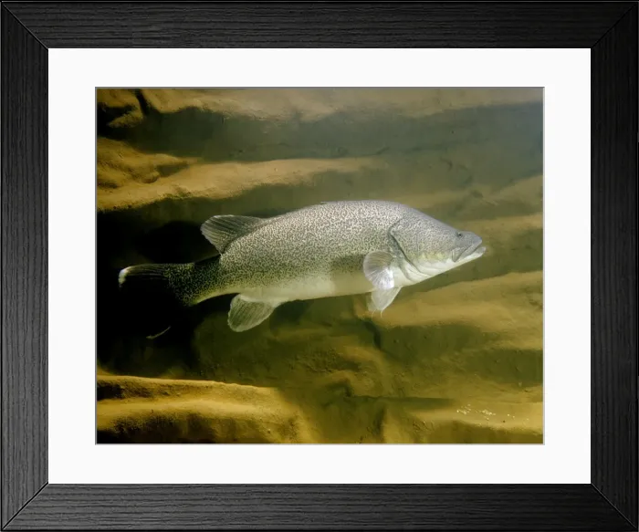Framed Print : Murray Cod - Murrumbidgee River near Canberra, Australian Capital Territory, Australia JPF37032 Framed Print : Murray Cod - Murrumbidgee River near Canberra, Australian Capital Territory, Australia JPF37032
