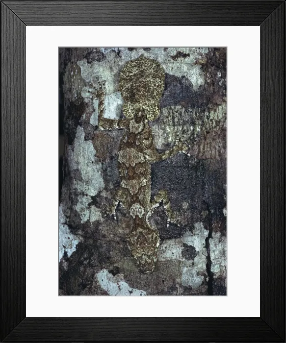 Framed Print : Northern Leaf Tailed Gecko - Camouflaged against bark of tree - North Queensland rainforest - Queensland - Australia JPF08705 Framed Print : Northern Leaf Tailed Gecko - Camouflaged against bark of tree - North Queensland rainforest - Queensland - Australia JPF08705