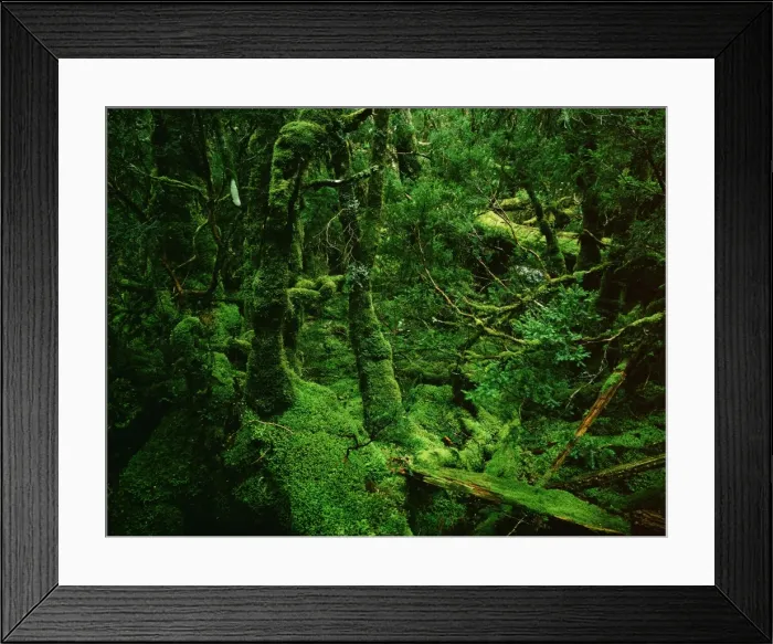 Framed Print : Temperate Rainforest - Moss-covered Myrtle - Cradle Mountain-Lake St Clair National Park, Tasmania, Australia JPF24142 Framed Print : Temperate Rainforest - Moss-covered Myrtle - Cradle Mountain-Lake St Clair National Park, Tasmania, Australia JPF24142