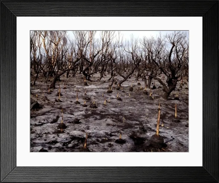 Framed Print : Regeneration after bushfire: four days after fire Banksia serrata seed cones open, Xanthorrhoea rasinosa & eucalypts burnt, blades of grass emerging fom ashes, Royal National Park, New South Wales, Australia JPF35030 Framed Print : Regeneration after bushfire: four days after fire Banksia serrata seed cones open, Xanthorrhoea rasinosa & eucalypts burnt, blades of grass emerging fom ashes, Royal National Park, New South Wales, Australia JPF35030
