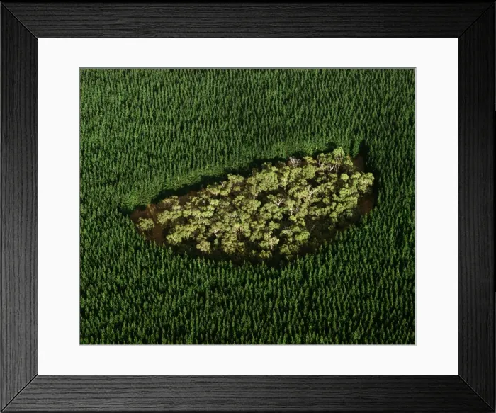Framed Print : Remnant of native forest in pine plantation - near Mount Gambier, South Australia JPF49482 Framed Print : Remnant of native forest in pine plantation - near Mount Gambier, South Australia JPF49482