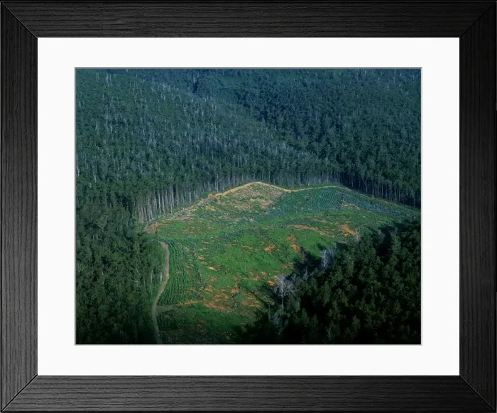 Framed Print : Logging industry: native eucalypt forest cleared for pine plantation loss of biodiversity, Northeastern Tasmania, Australia JPF52304 Framed Print : Logging industry: native eucalypt forest cleared for pine plantation loss of biodiversity, Northeastern Tasmania, Australia JPF52304