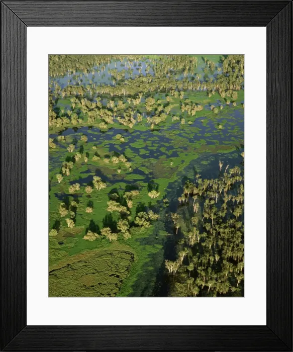 Framed Print : Magela Creek wetlands, Paperbark swamp (Melaleuca spp forest, M. cajuputi, M. leucadendra) aerial, wet season, Kakadu National Park (World Heritage Area), Northern Territory, Australia JPF51109 Framed Print : Magela Creek wetlands, Paperbark swamp (Melaleuca spp forest, M. cajuputi, M. leucadendra) aerial, wet season, Kakadu National Park (World Heritage Area), Northern Territory, Australia JPF51109