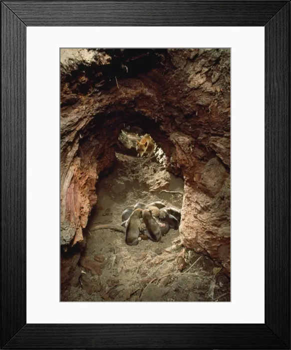 Framed Print : Dingo - female & pups in den Australia Framed Print : Dingo - female & pups in den Australia