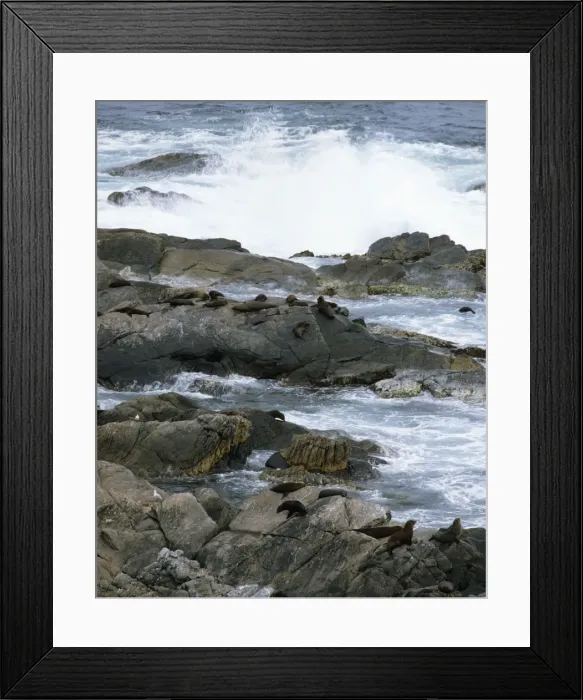 Framed Print : New Zealand Fur Seal - Cape du Couedic - Flinders Chase National Park -Kangaroo Island - South Australia