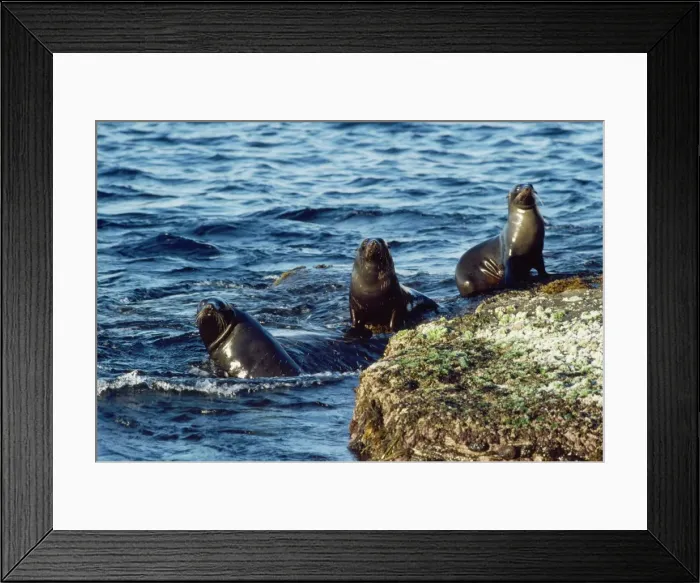 Framed Print : New Zealand Fur Seal - Cape du Couedic - Flinders Chase National Park -Kangaroo Island - South Australia