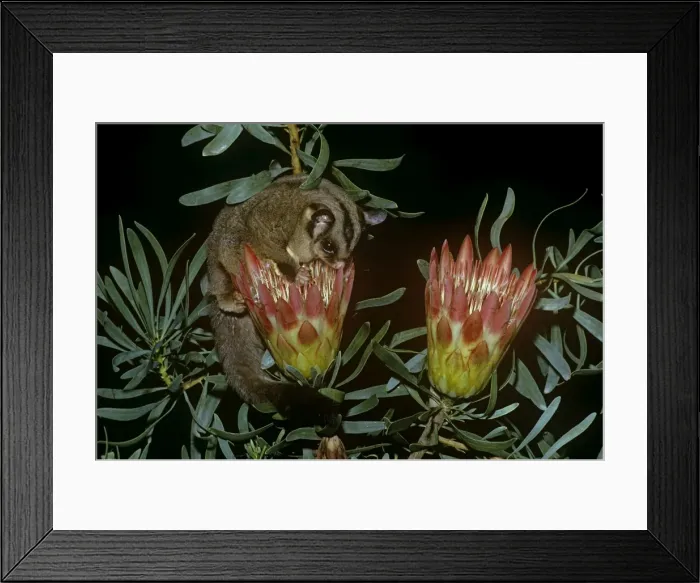 Framed Print : Sugar Glider - drinking nectar from plant - Australia Framed Print : Sugar Glider - drinking nectar from plant - Australia