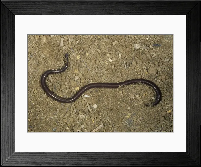Framed Print : Brahminy Blind Snake Framed Print : Brahminy Blind Snake