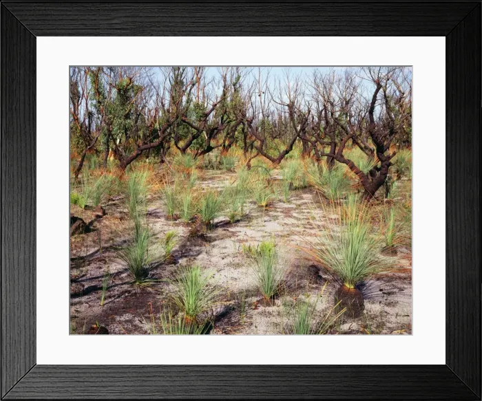 Framed Print : Australia JPF 9549 Flora regeneration after January 1994 bushfire Royal National Park NSW. 13 weeks after fire. Xanthorroea rasinosa Leaves 60cm tall Framed Print : Australia JPF 9549 Flora regeneration after January 1994 bushfire Royal National Park NSW. 13 weeks after fire. Xanthorroea rasinosa Leaves 60cm tall