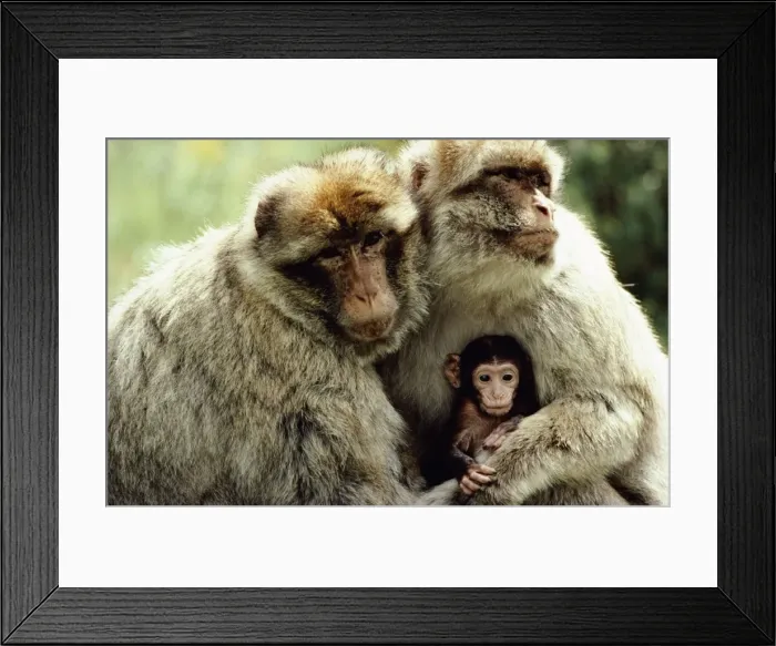 Framed Print : Barbary Macaque - Pair of adult macaque males holding new born. Borrowed to reduce agressivity between males Framed Print : Barbary Macaque - Pair of adult macaque males holding new born. Borrowed to reduce agressivity between males