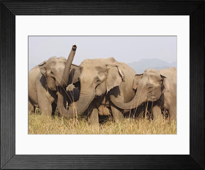 Framed Print : Indian / Asian Elephants - Corbett National Park - India Framed Print : Indian / Asian Elephants - Corbett National Park - India