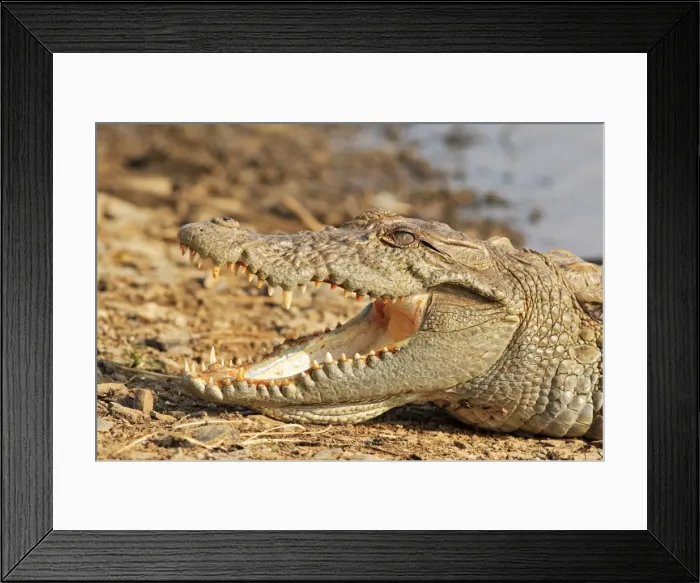 Framed Print : Marsh Crocodile basking under the sun, Ranthambhor National Park, India Framed Print : Marsh Crocodile basking under the sun, Ranthambhor National Park, India