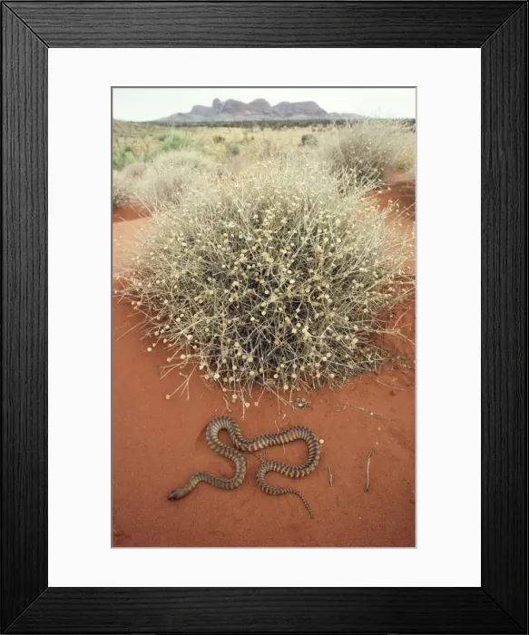 Framed Print : Woma Python Framed Print : Woma Python