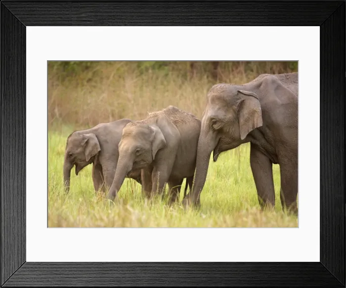 Framed Print : Indian / Asian Elephant in the grassland - Corbett National Park - India Framed Print : Indian / Asian Elephant in the grassland - Corbett National Park - India