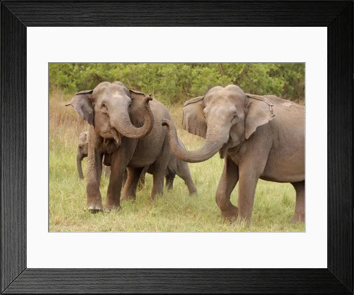 Framed Print : Indian / Asian Elephant at play, Corbett National Park, India Framed Print : Indian / Asian Elephant at play, Corbett National Park, India