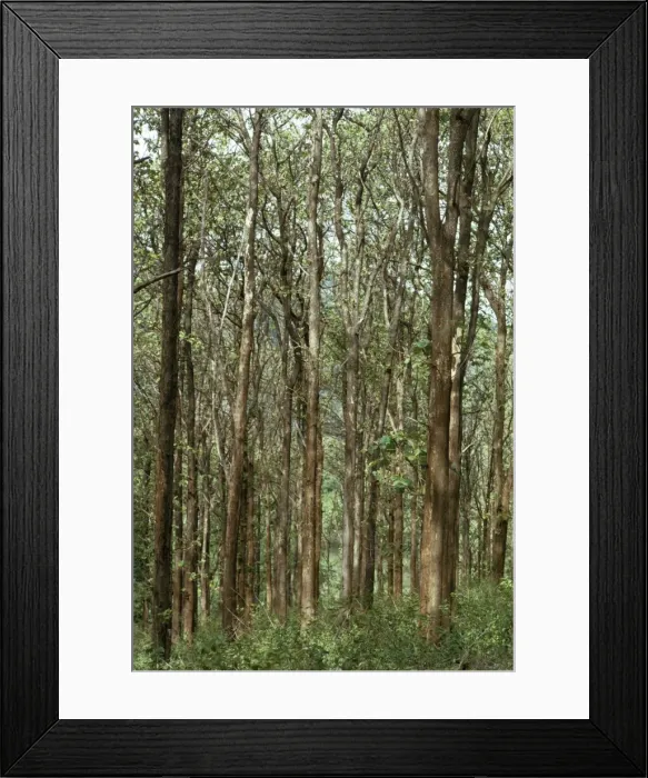 Framed Print : Teak Forest South India Framed Print : Teak Forest South India