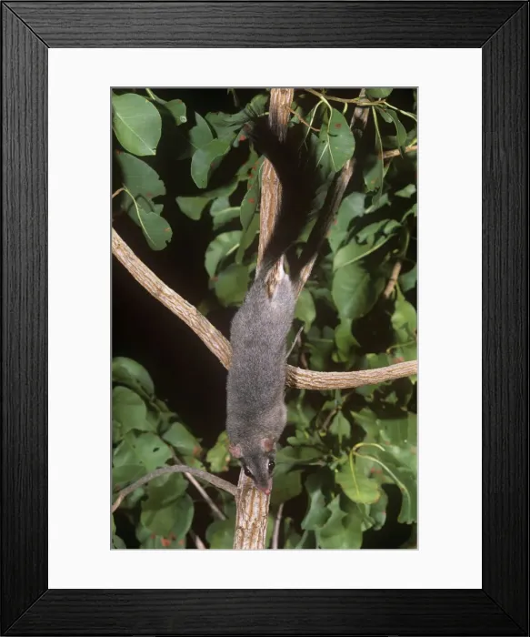 Framed Print : Northern Brush-tailed Phascogale - Australia Framed Print : Northern Brush-tailed Phascogale - Australia