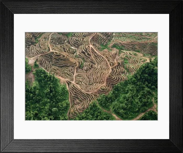 Framed Print : Borneo - Sabah - Oil palm plantations & remnant of rainforest Framed Print : Borneo - Sabah - Oil palm plantations & remnant of rainforest