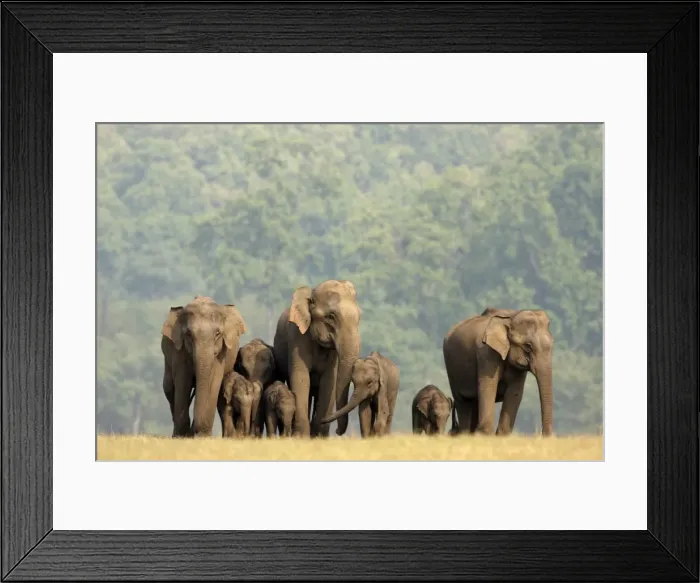 Framed Print : Indian / Asian Elephants herd on the move, Corbett National Park, India Framed Print : Indian / Asian Elephants herd on the move, Corbett National Park, India