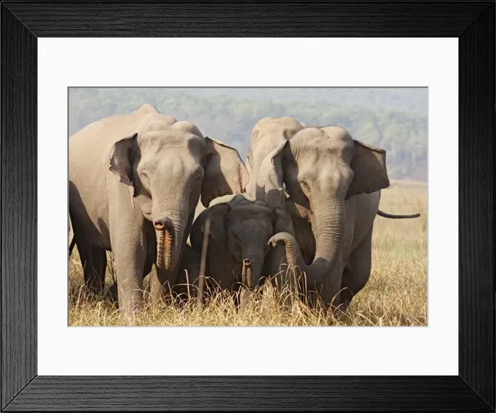 Framed Print : Indian / Asian Elephants - expressing solidarity - Corbett National Park - India Framed Print : Indian / Asian Elephants - expressing solidarity - Corbett National Park - India