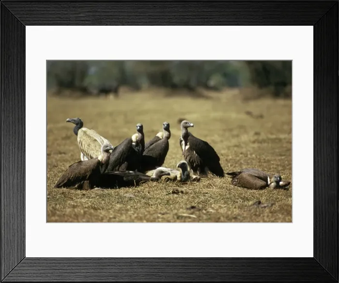 Framed Print : Asian White-backed Vulture