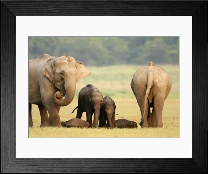 Framed Print : Indian / Asian Elephants & sleeping calves, Corbett National Park, India Framed Print : Indian / Asian Elephants & sleeping calves, Corbett National Park, India