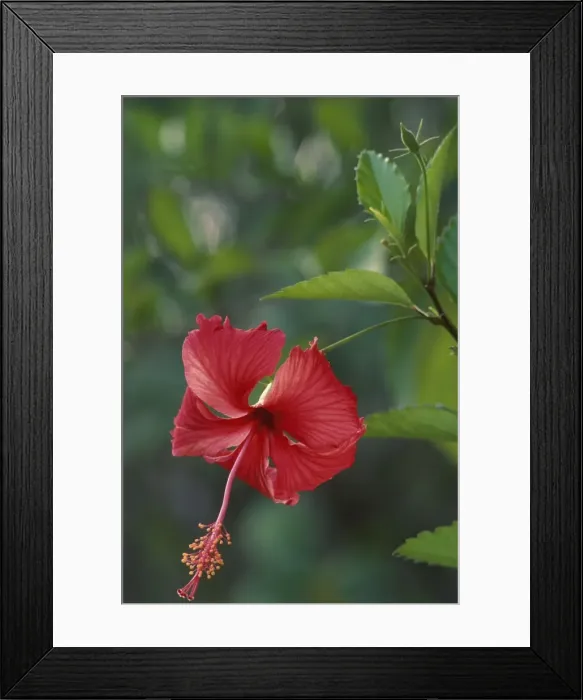 Framed Print : Chinese Rose Hibiscus Framed Print : Chinese Rose Hibiscus