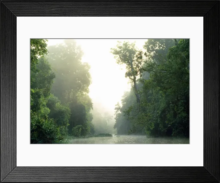 Framed Print : Sabah - rainforest Borneo Malasia