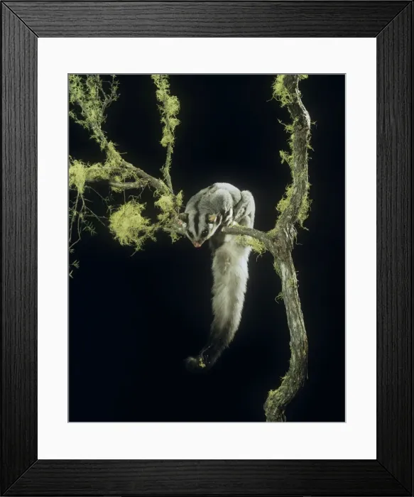 Framed Print : Squirrel Glider - perched on branch, showing underside of tail Framed Print : Squirrel Glider - perched on branch, showing underside of tail