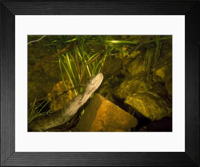 Framed Print : File Snake - underwater, about to surface to breath. Northern Australia Framed Print : File Snake - underwater, about to surface to breath. Northern Australia