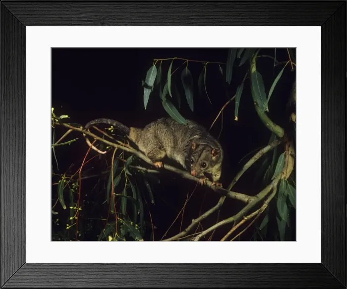 Framed Print : Scaly-tailed Possum - Kimberleys Western Australia Framed Print : Scaly-tailed Possum - Kimberleys Western Australia