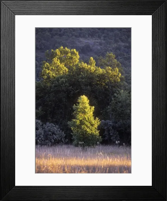 Framed Print : Sal Trees - in Chakradhara Meadows. India Framed Print : Sal Trees - in Chakradhara Meadows. India