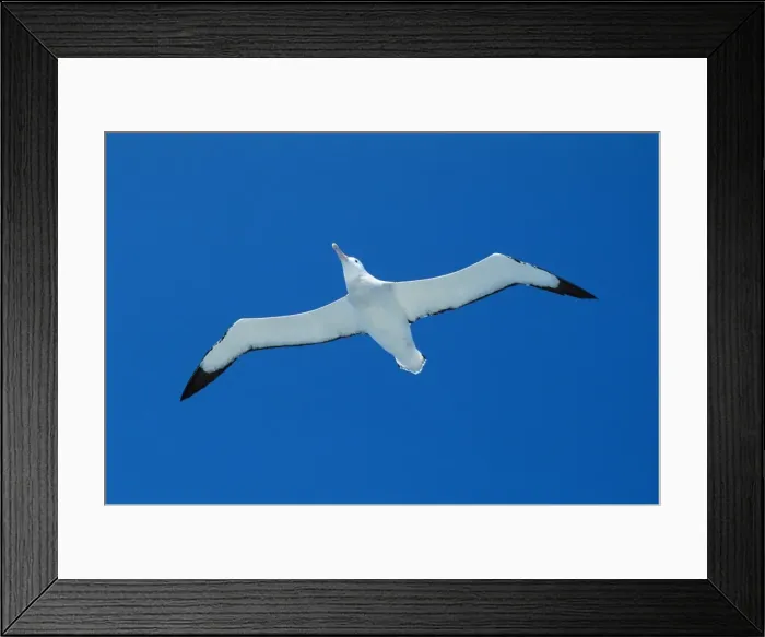 Framed Print : Wandering albatross - gliding Framed Print : Wandering albatross - gliding