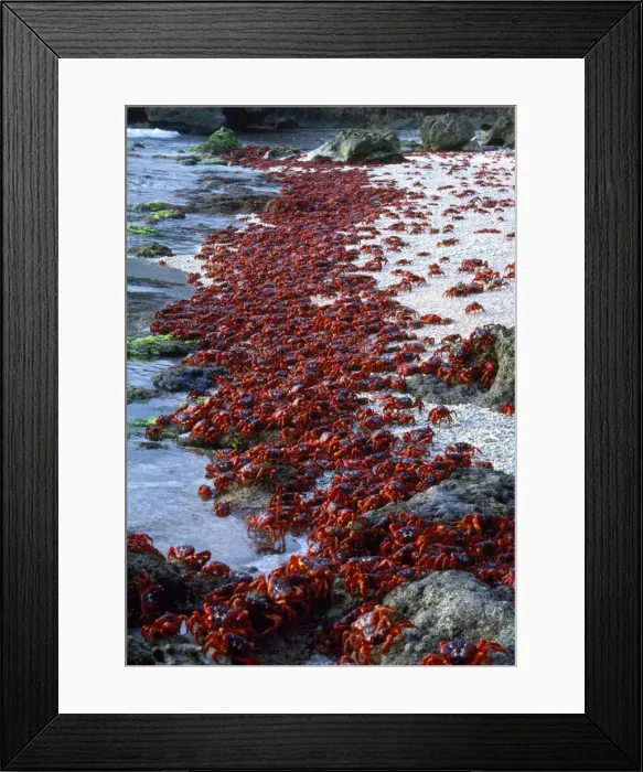 Framed Print : Red Crab - males dipping to replenish water / salt - Chistmas Island, Indian Ocean Framed Print : Red Crab - males dipping to replenish water / salt - Chistmas Island, Indian Ocean