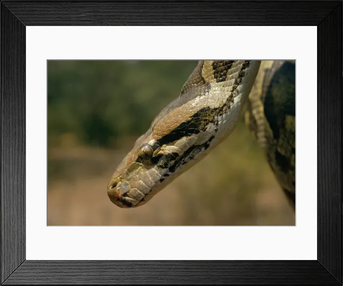 Framed Print : Indian Python - close-up of head Framed Print : Indian Python - close-up of head
