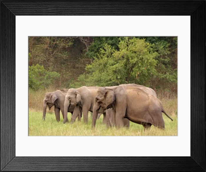 Framed Print : Indian / Asian Elephant in the grassland - Corbett National Park - India Framed Print : Indian / Asian Elephant in the grassland - Corbett National Park - India