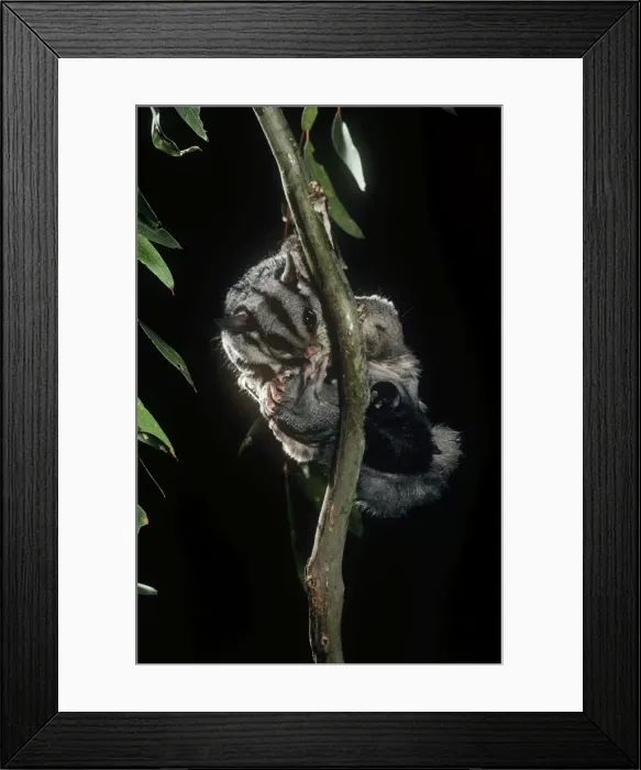 Framed Print : Sugar Glider - female preening twin young Framed Print : Sugar Glider - female preening twin young