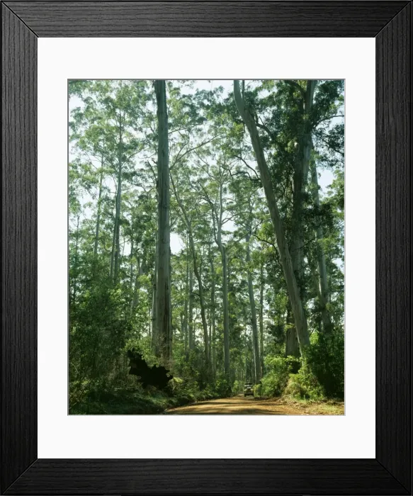 Framed Print : Eucalyptus JPF 3913 Karri forest, Warren National Park, Western Australia. Diversicolor © Jean-Paul Ferrero / ARDEA LONDON Framed Print : Eucalyptus JPF 3913 Karri forest, Warren National Park, Western Australia. Diversicolor © Jean-Paul Ferrero / ARDEA LONDON
