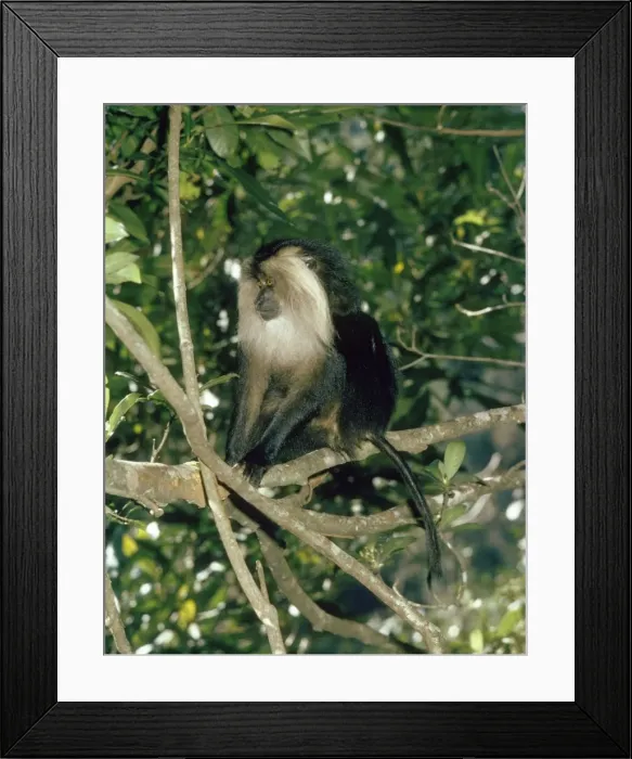 Framed Print : Lion-tailed Macaque Southern India Framed Print : Lion-tailed Macaque Southern India
