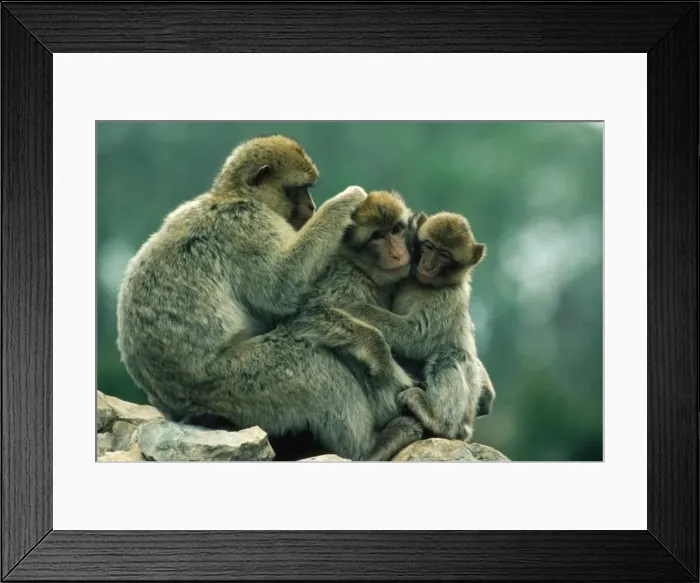 Framed Print : Barbary Macaque - group mutual grooming Framed Print : Barbary Macaque - group mutual grooming
